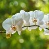 orchidm3812